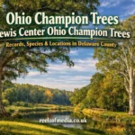 ohio champion trees lewis center ohio champion trees